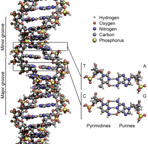 dna structure musical composition stephen p brown spb