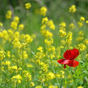 Discovering your own uniqueness and using it wisely to connect with others